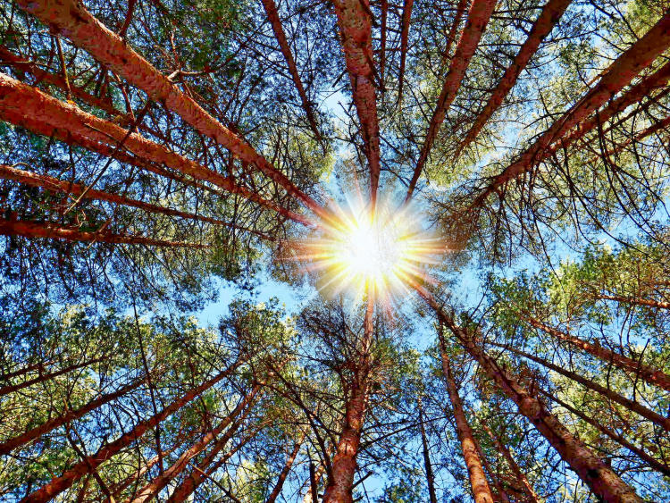 Diferencias entre huella ecológica y huella de carbono Diferencias entre huella ecológica y huella de carbono
