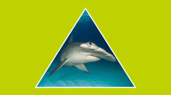 Tiburones en peligro de extinción