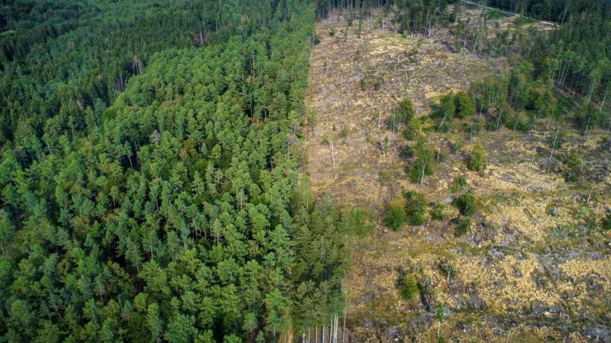 Destrucci&oacute;n de los bosques