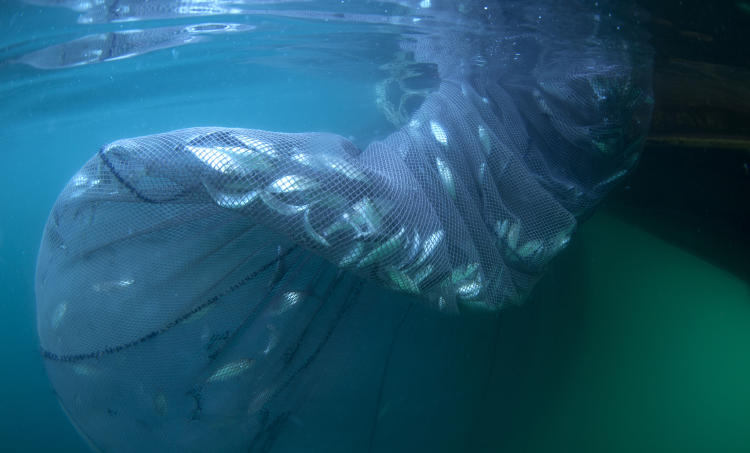 Sobrepesca: cómo frenarla para proteger nuestros océanos Sobrepesca: cómo frenarla para proteger nuestros océanos