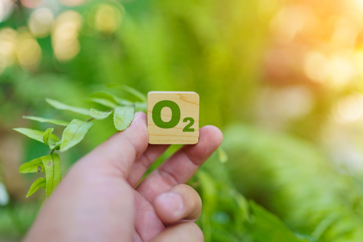 Ciclo del ox&iacute;geno