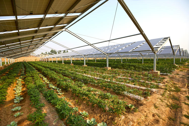 Energía agrovoltaica: ¿el futuro de la energía sostenible? Energía agrovoltaica: ¿el futuro de la energía sostenible?
