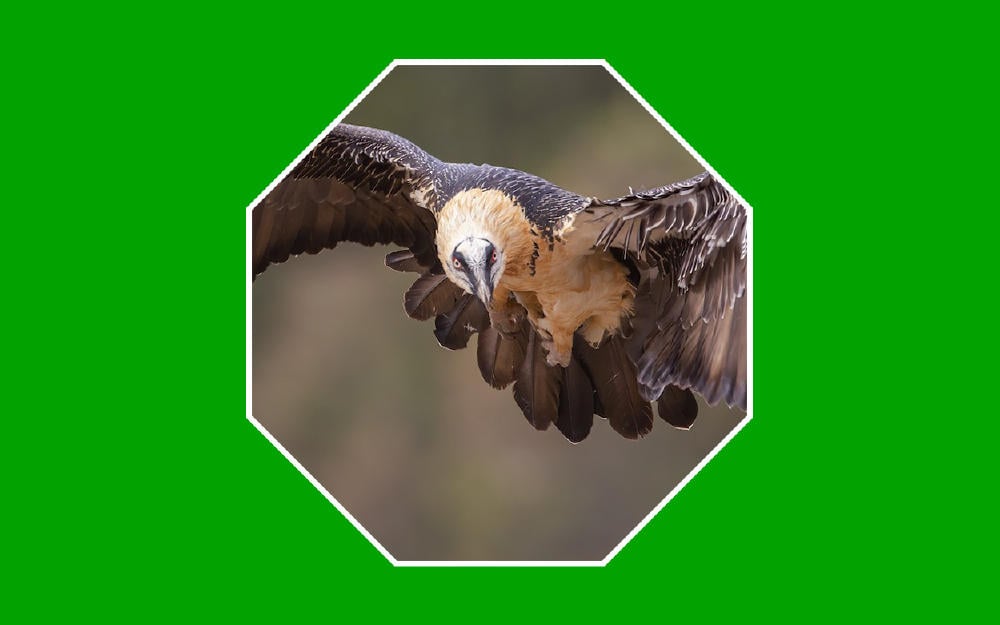 Mirada de un quebrantahuesos, especie en peligro de extinción