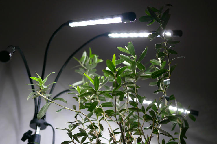 El impacto de la agricultura vertical en el consumo energético El impacto de la agricultura vertical en el consumo energético