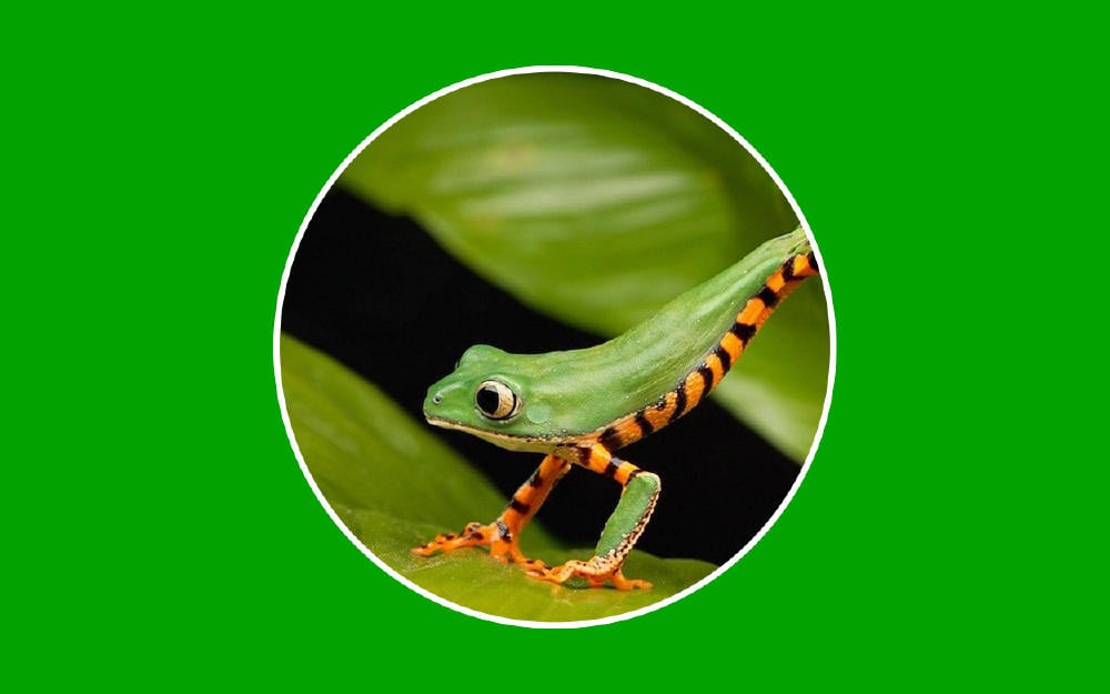 Animales en peligro de extinción en 2020, especies amenazadas