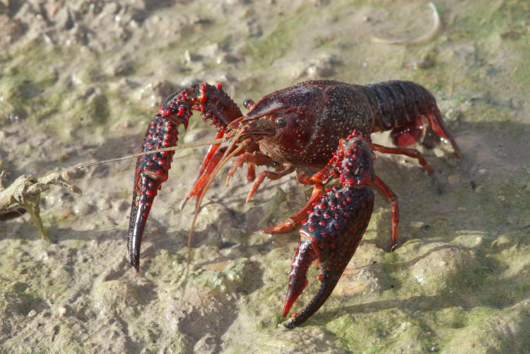 Cangrejo rojo americano Cangrejo rojo americano