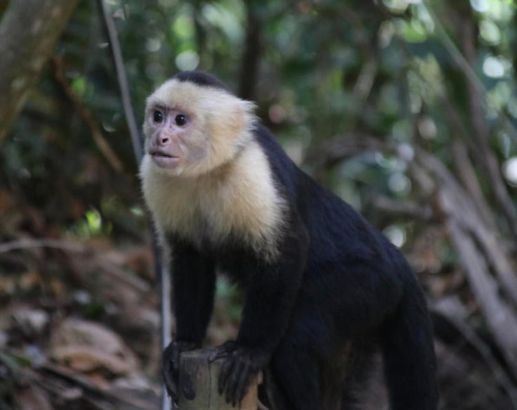 Monos en peligro de extinción Monos en peligro de extinción