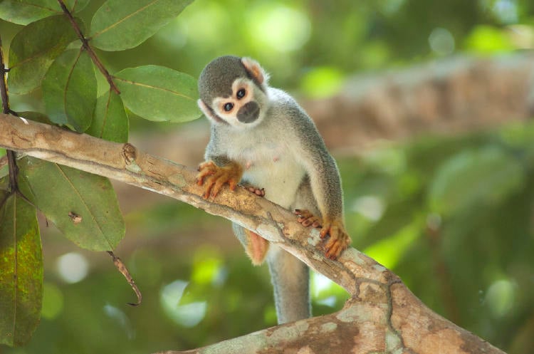 Monos en peligro de extinción Monos en peligro de extinción