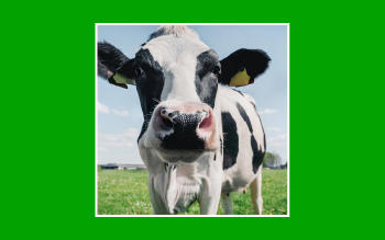 Vaca en un prado bajo un cielo despejado