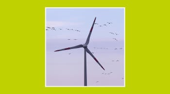 Impacto de los aerogeneradores en las aves y posibles soluciones