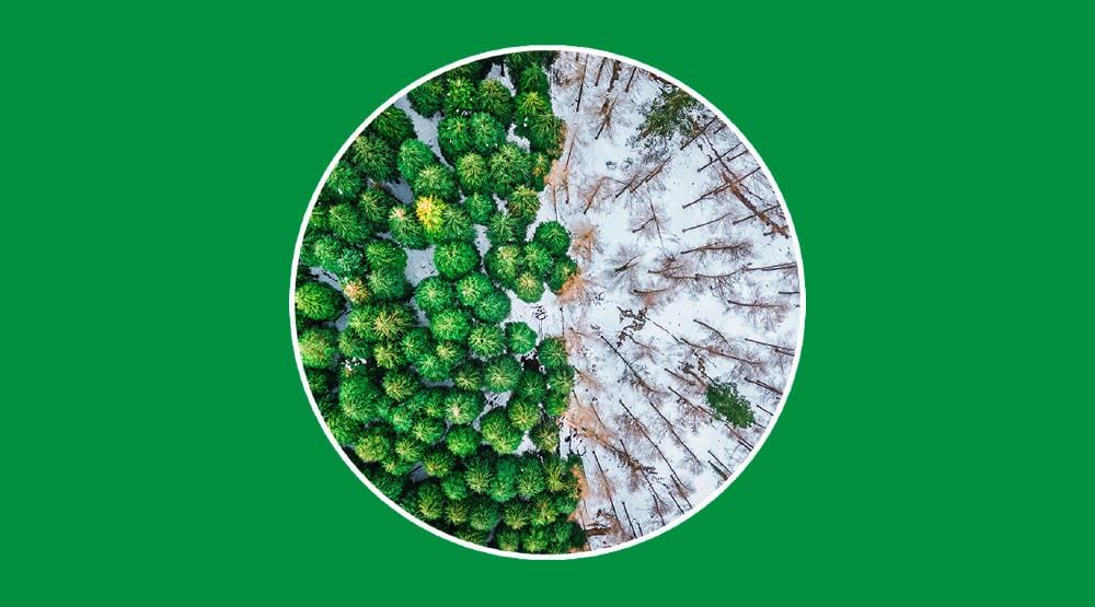 Deforestación en áreas rurales