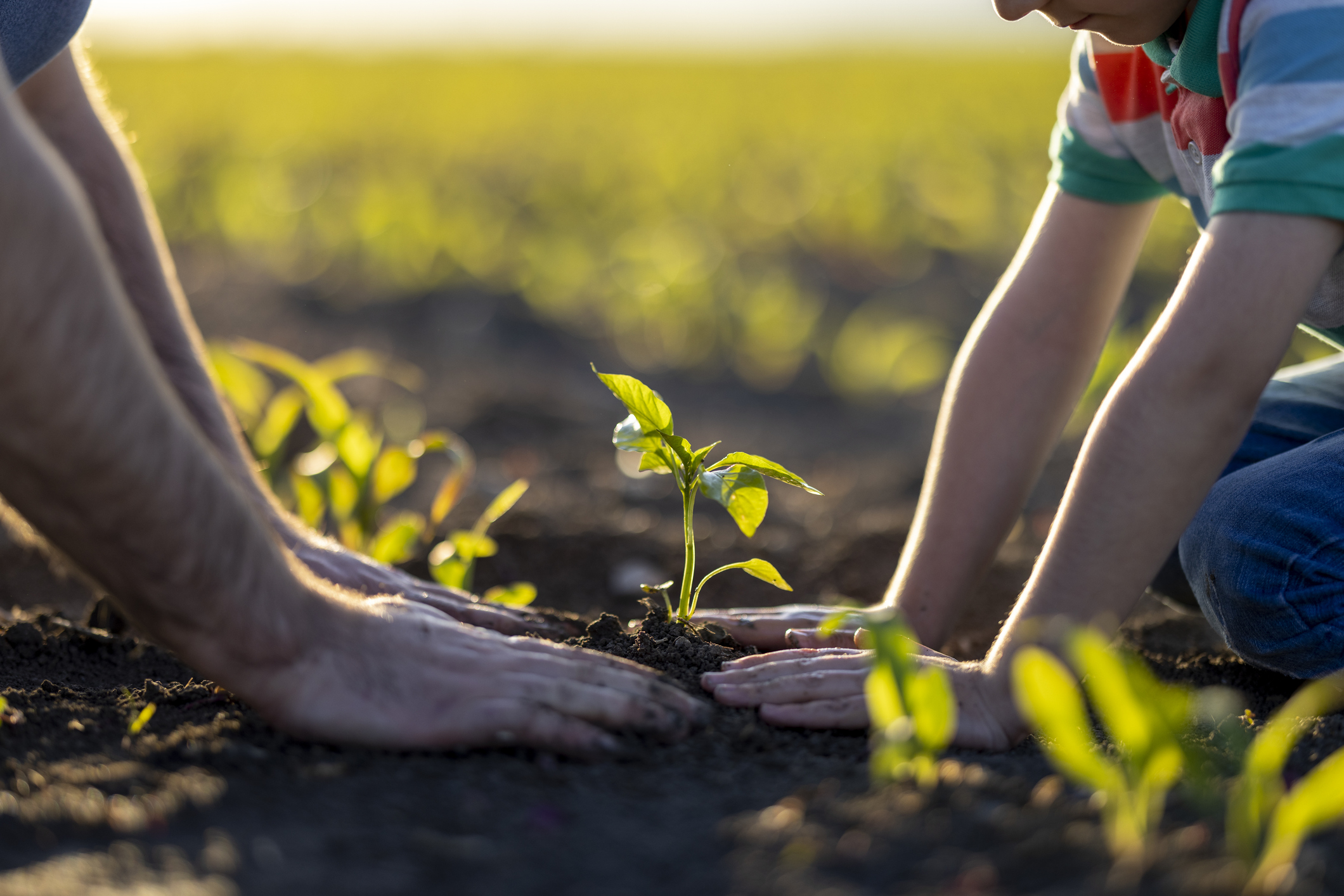 Buscadores ecol&oacute;gicos: &aacute;rboles que se plantan con cada clic
