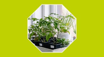 Cómo afecta la contaminación a las plantas de casa