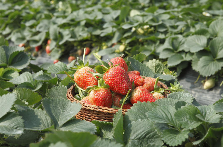 frases huerta frases huerta