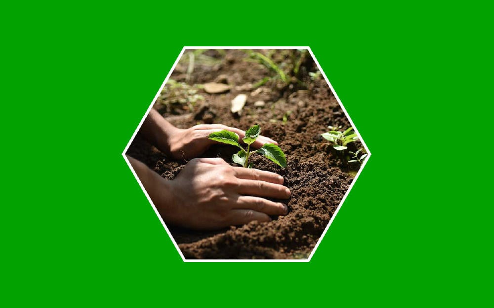 Plantación de árboles para proteger el ecosistema