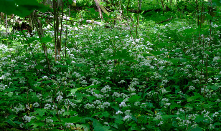 Consejos para proteger las plantas en peligro de extinción Consejos para proteger las plantas en peligro de extinción
