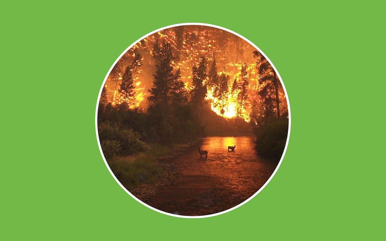 evitar incendios forestales