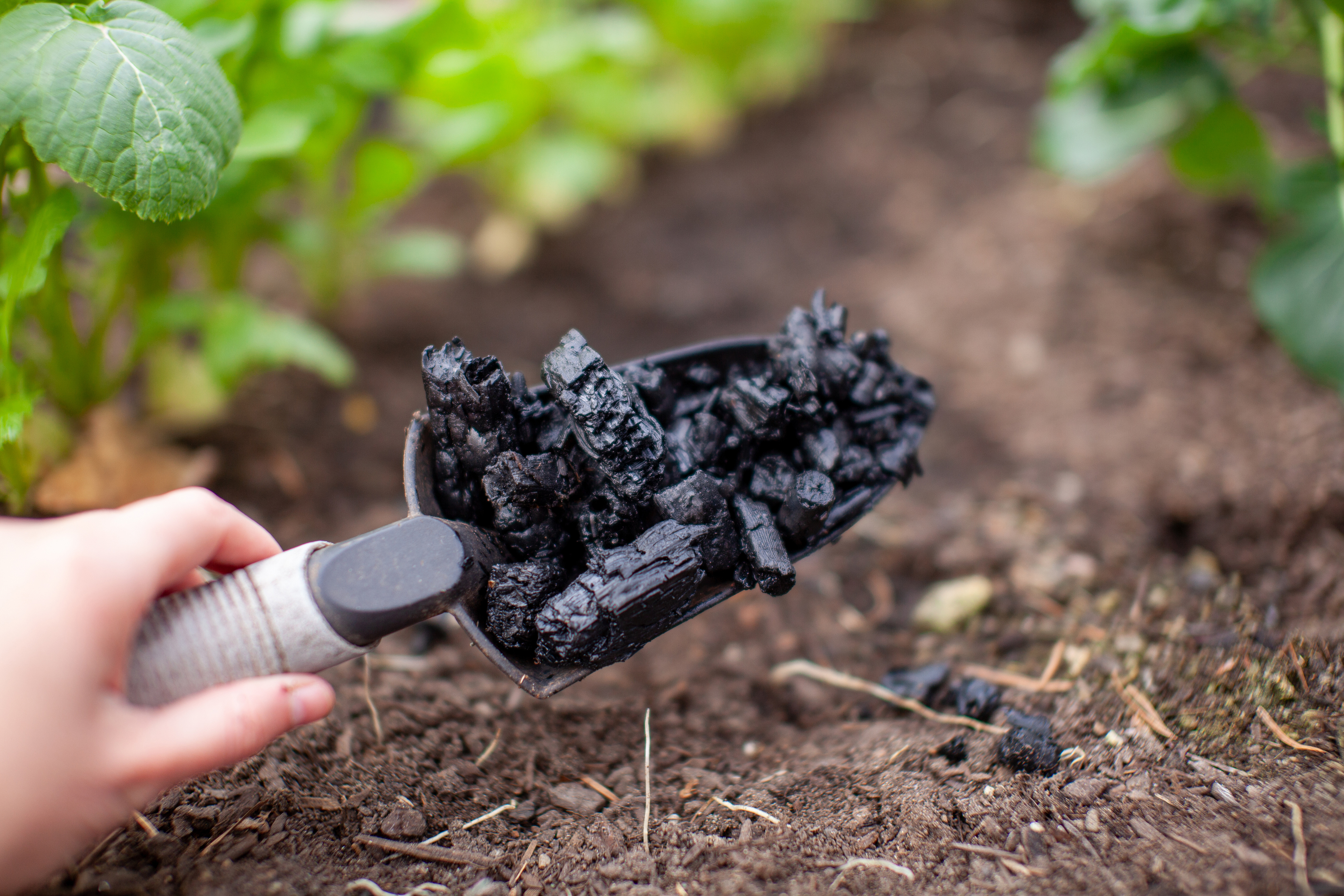 Biochar: el carb&oacute;n vegetal que devuelve nutrientes a la tierra