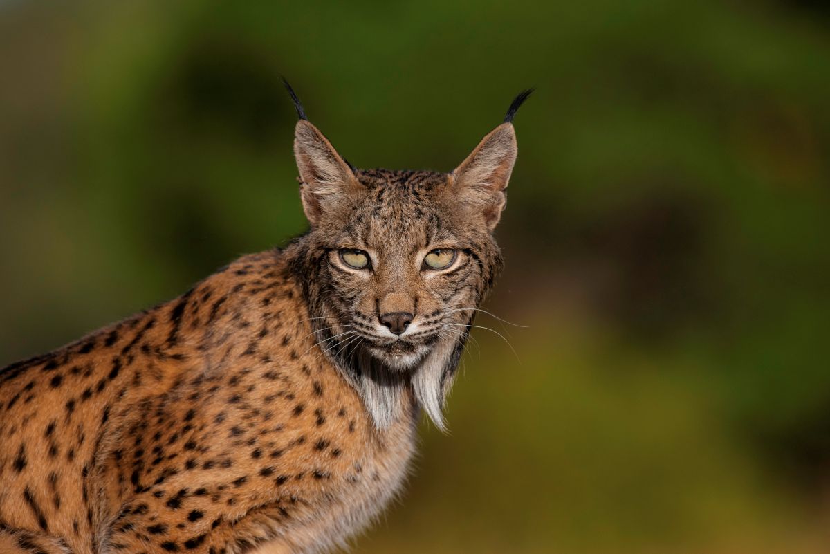 lince iberico