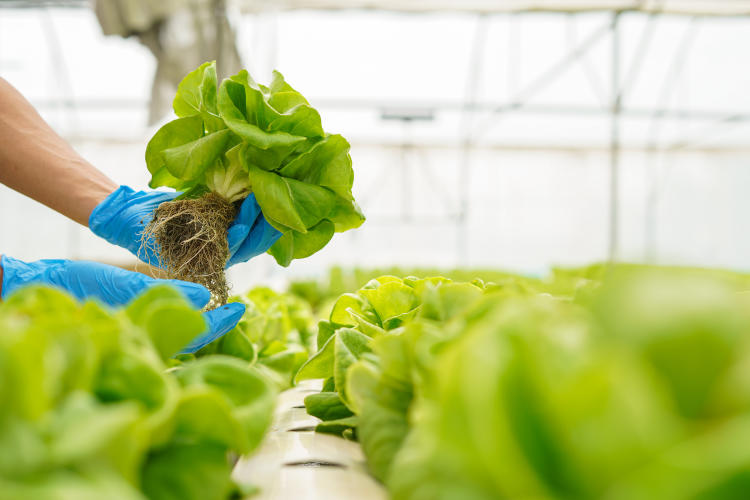 Cultivo hidropónico: ¿es sostenible para la agricultura? Cultivo hidropónico: ¿es sostenible para la agricultura?