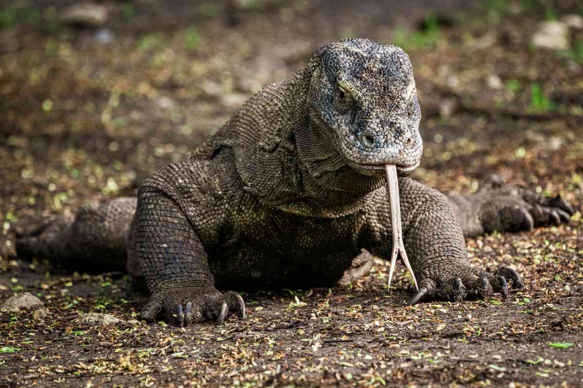 animales peligro de extincion españa