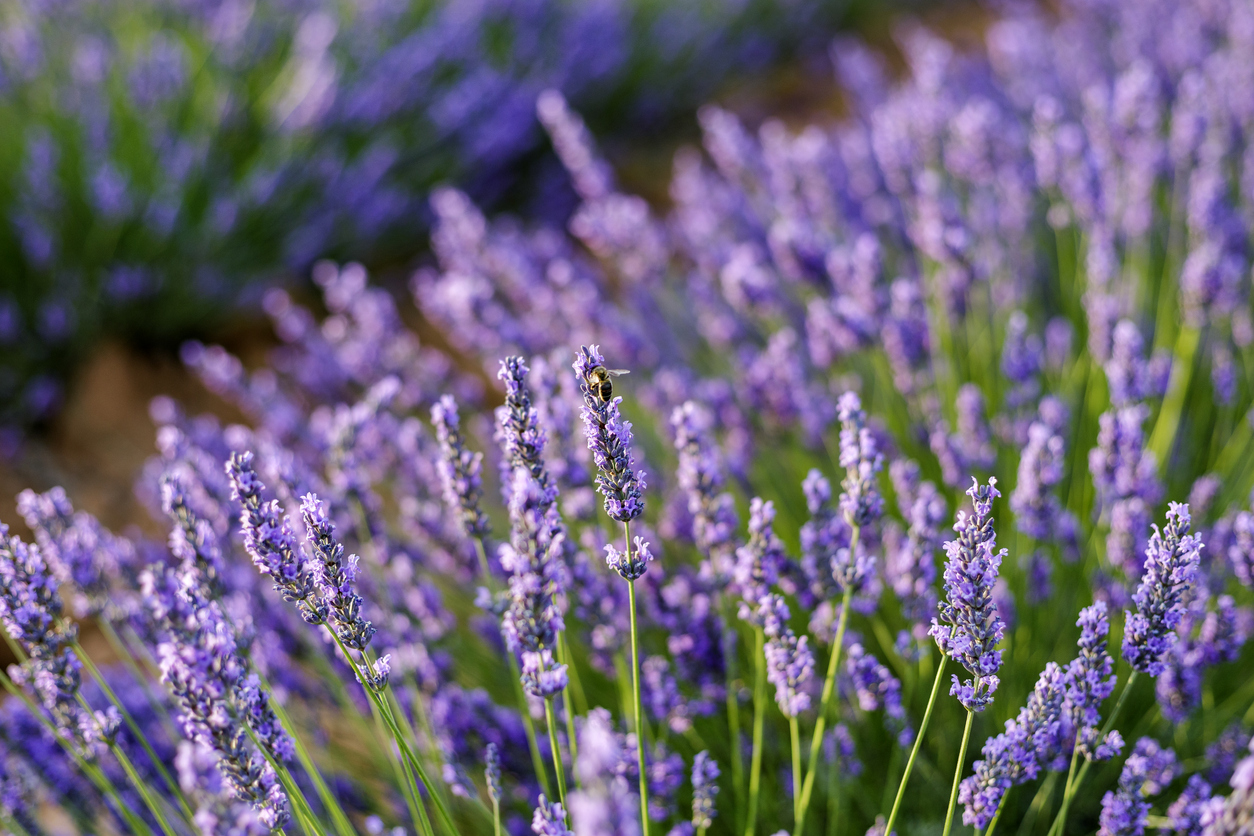 lavanda ahorrar agua casa