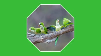 Impacto de especies invasoras en el ecosistema