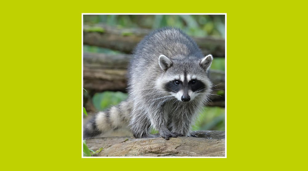 Imagen de animales exóticos