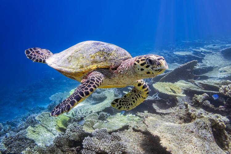 Tortuga marina Tortuga marina