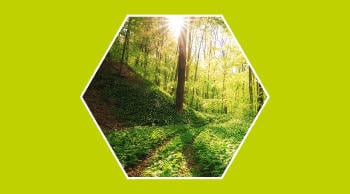 Cómo proteger los bosques de forma sostenible