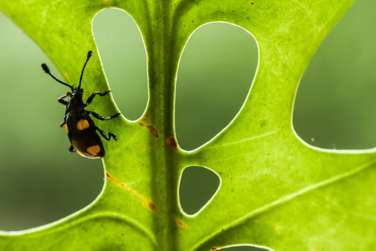 Cómo afecta el cambio climático a los insectos y su cuidado Cómo afecta el cambio climático a los insectos y su cuidado
