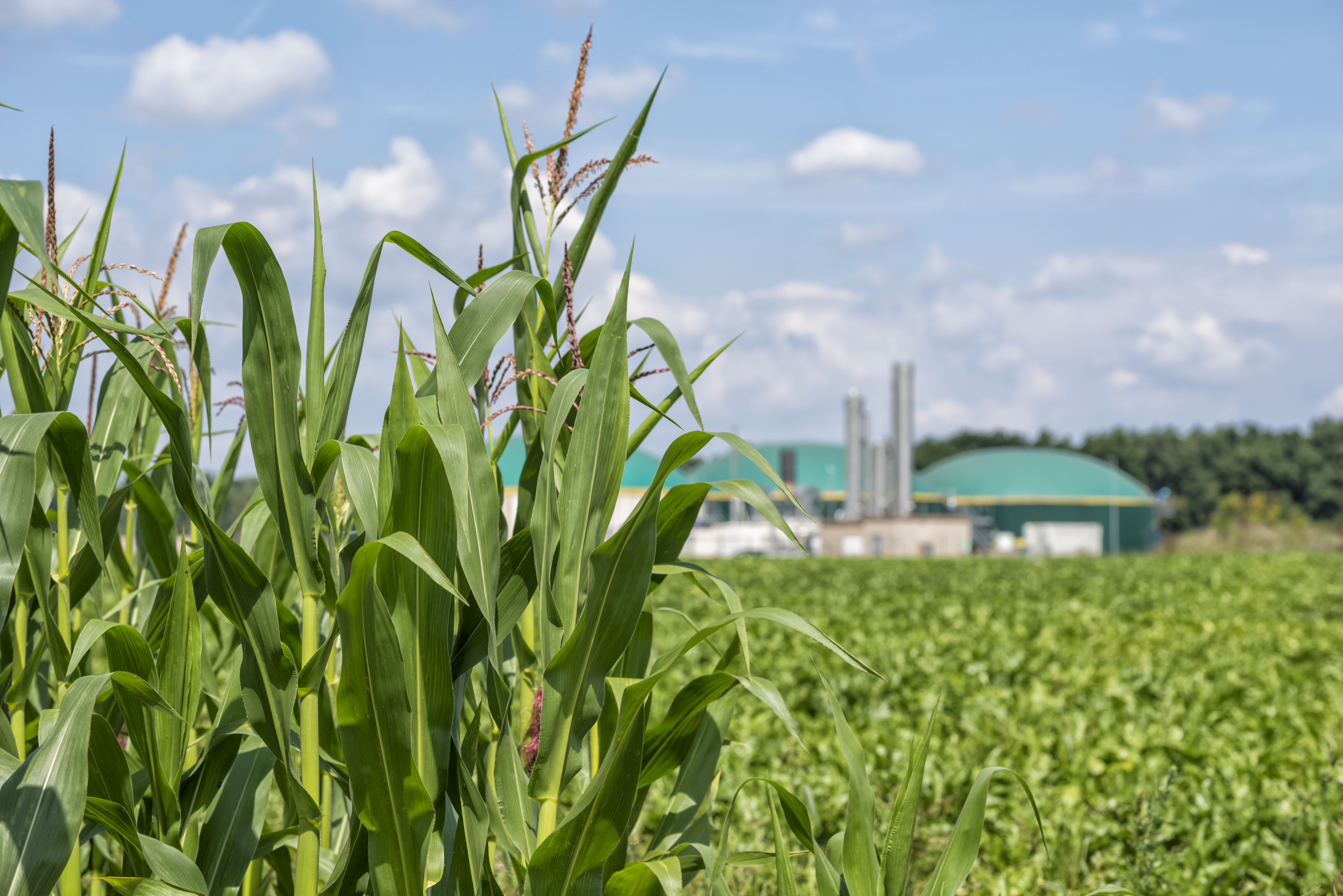 Cómo es el mapa de las plantas de biometano en Europa