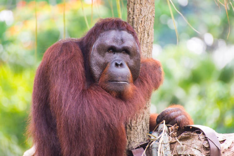 Monos en peligro de extinción Monos en peligro de extinción