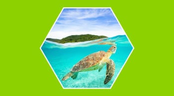 Tortugas marinas en peligro por la contaminación