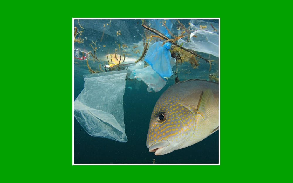 Contaminación por plásticos en el agua